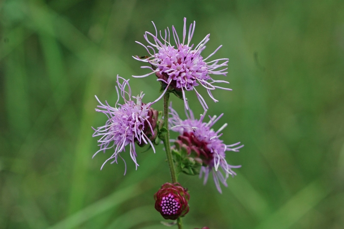 Liatris squarrulosa image