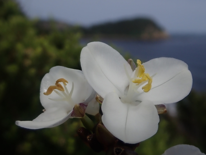 Libertia chilensis image