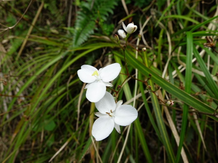 Libertia grandiflora image