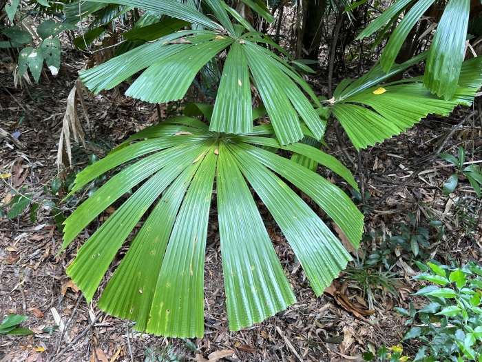Licuala ramsayi image