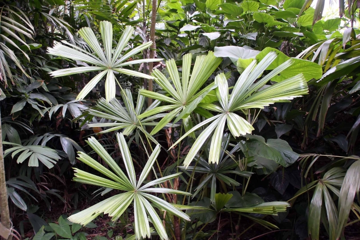 Licuala spinosa image