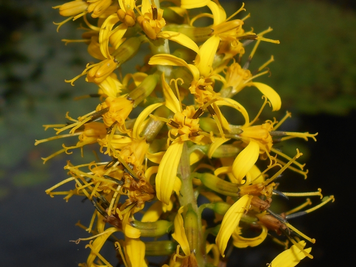 Ligularia stenocephala image