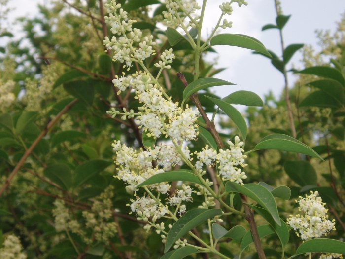 Ligustrum lucidum image