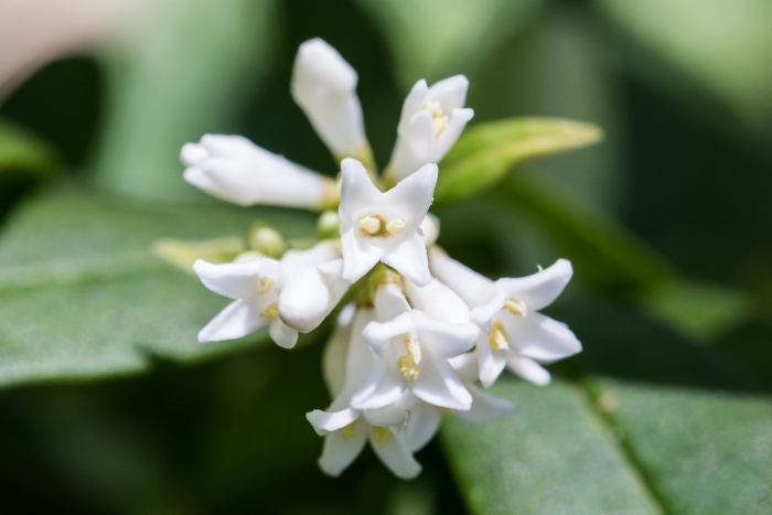 Ligustrum obtusifolium image