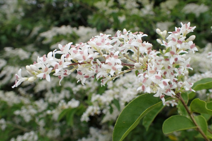 Ligustrum sinense image