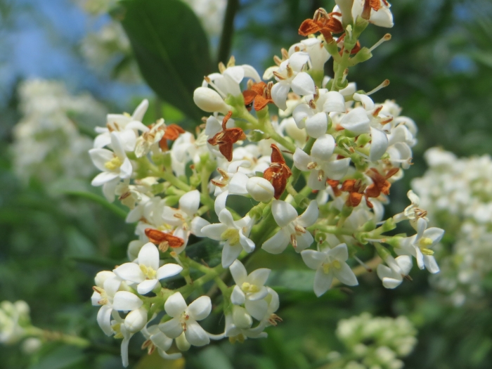 Ligustrum vulgare image
