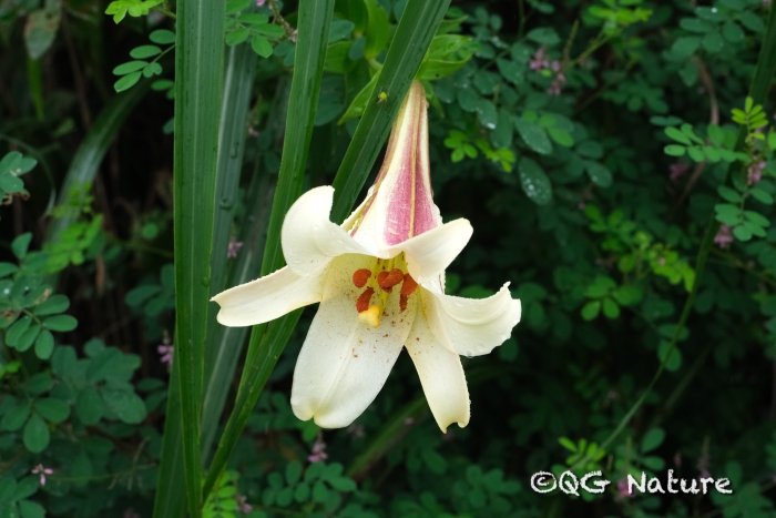 Lilium brownii image