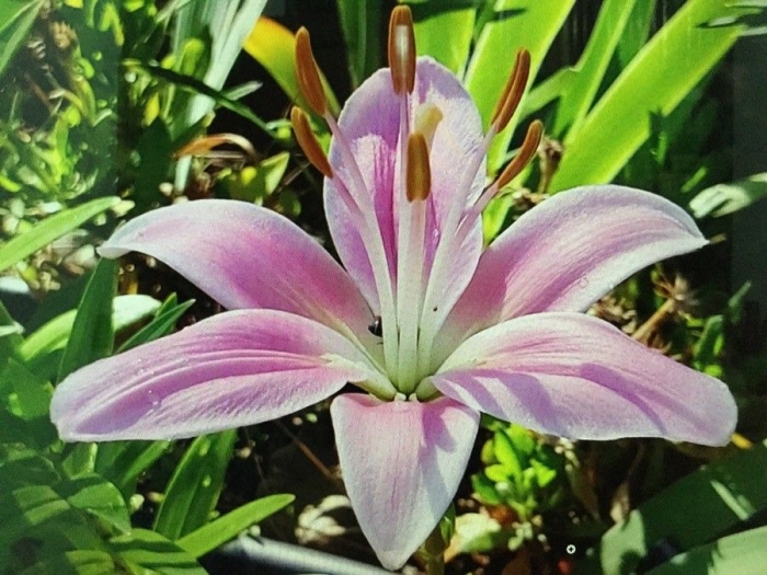 Lilium candidum image