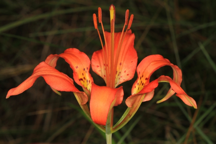 Lilium catesbaei image