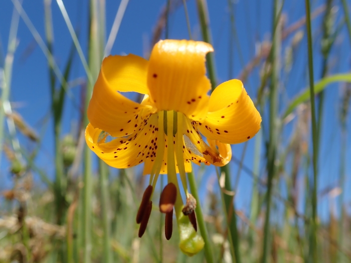 Lilium columbianum image