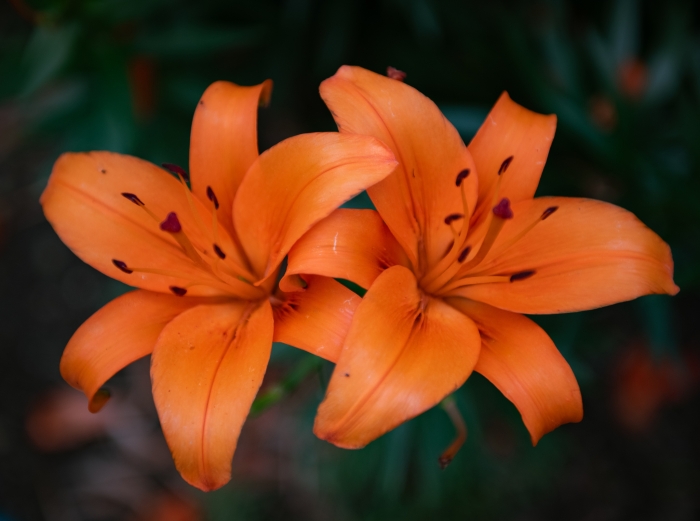 Lilium concolor image