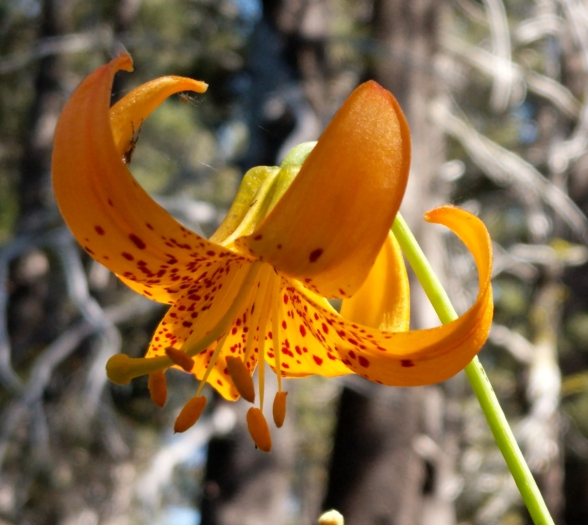 Lilium kelleyanum image