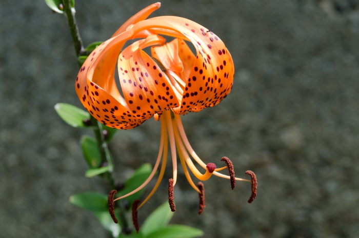 Lilium lancifolium image