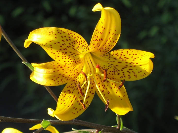 Lilium leichtlinii image