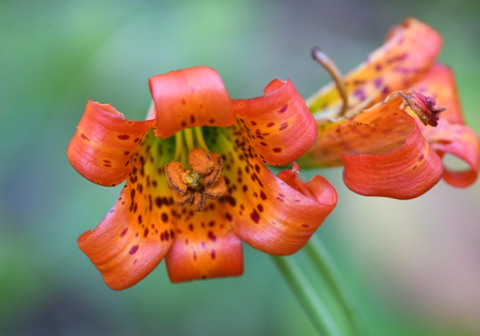 Lilium maritimum image