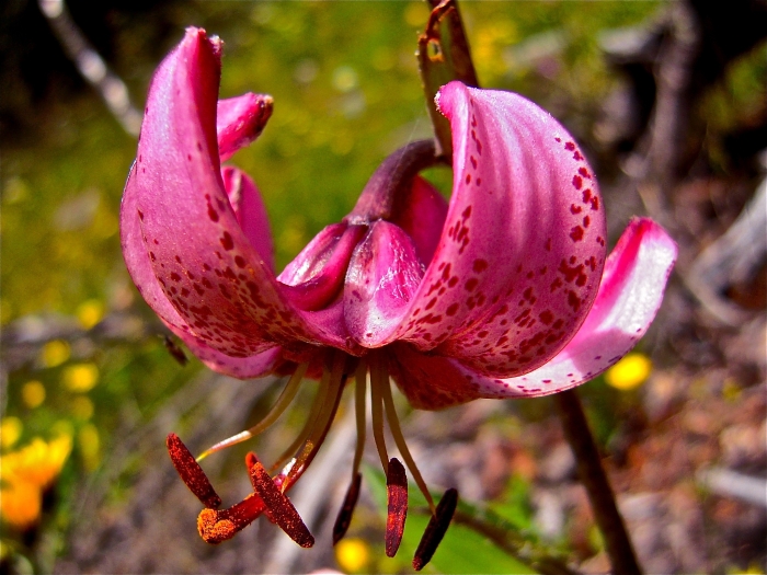Lilium martagon image