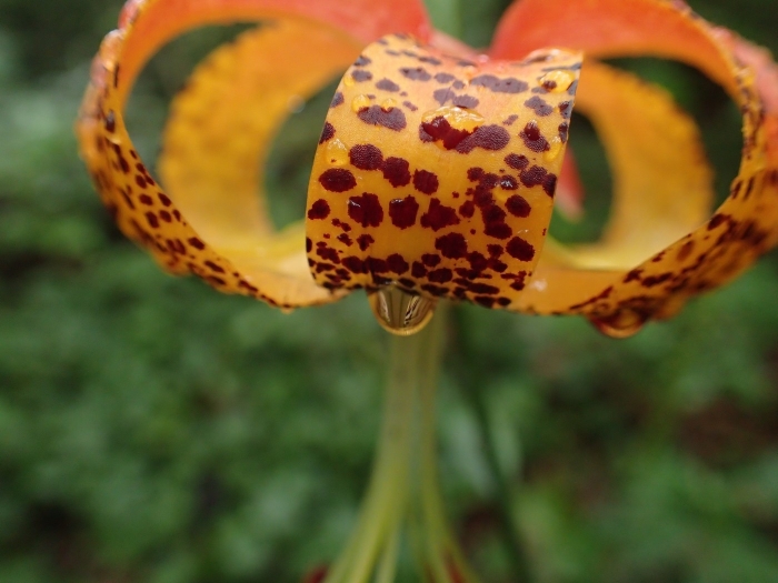 Lilium michauxii image