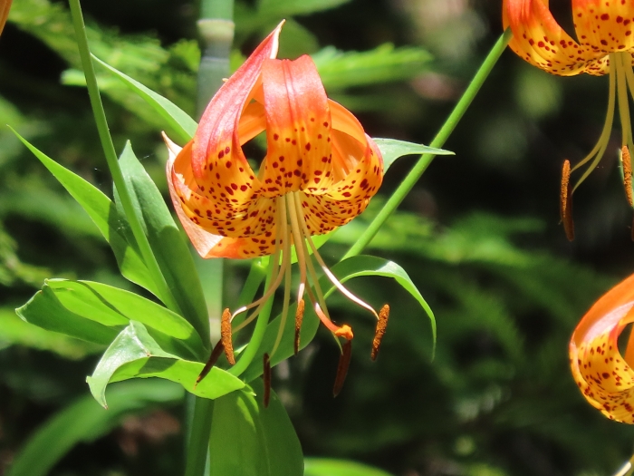 Lilium pardalinum image