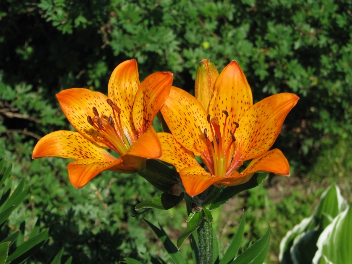 Lilium pensylvanicum image