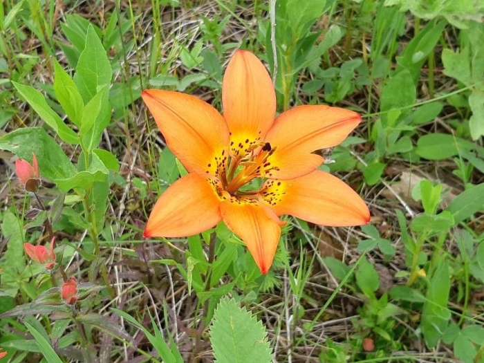Lilium philadelphicum image