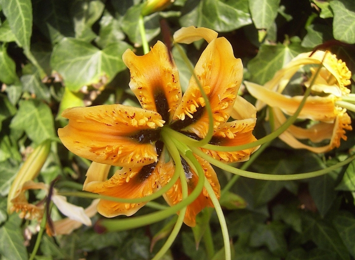 Lilium rosthornii image