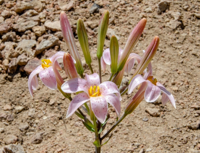 Lilium rubescens image