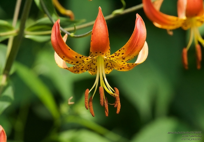Lilium superbum image