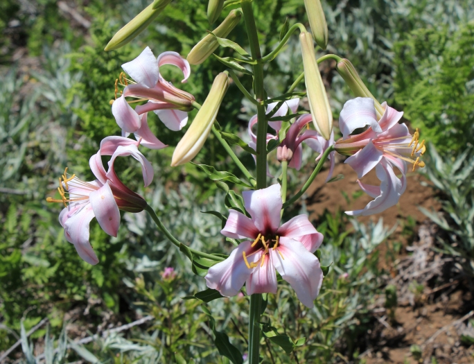 Lilium washingtonianum image