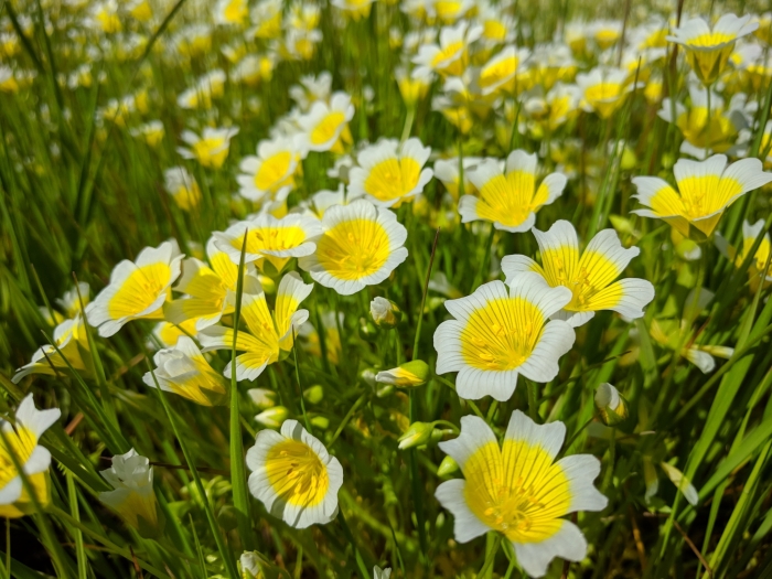 Limnanthes douglasii image