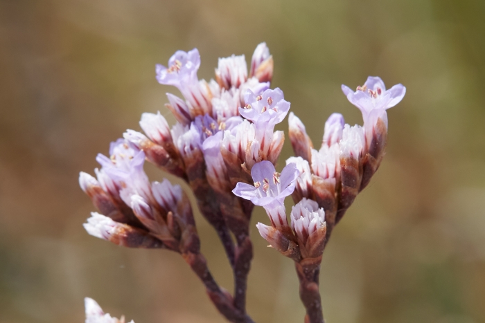 Limonium californicum image