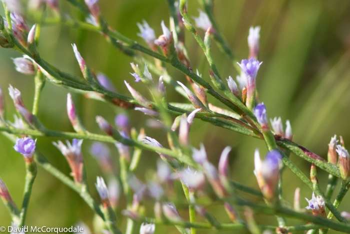 Limonium carolinianum image