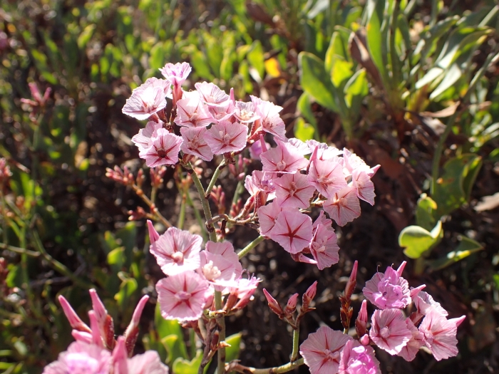 Limonium peregrinum image