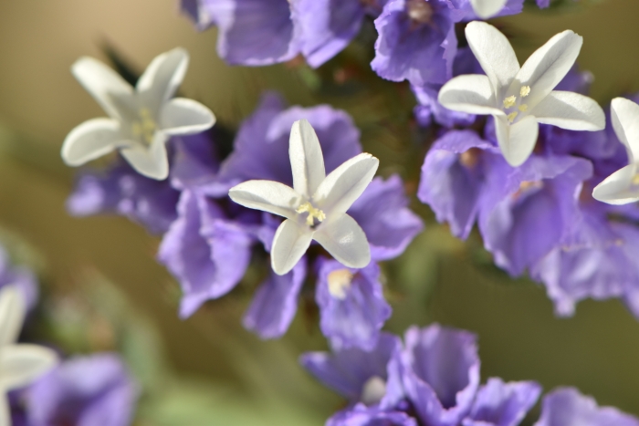 Limonium sinuatum image