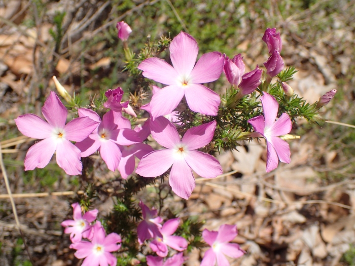 Linanthus californicus image