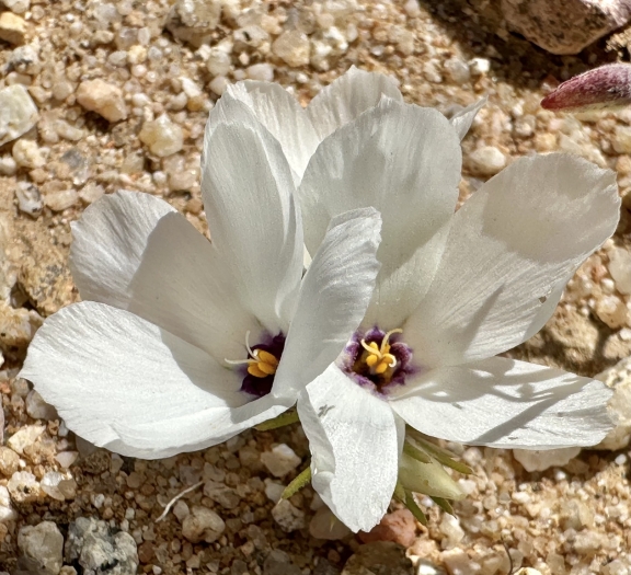 Linanthus parryae image