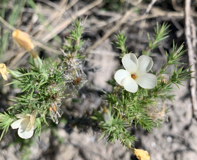Linanthus pungens image