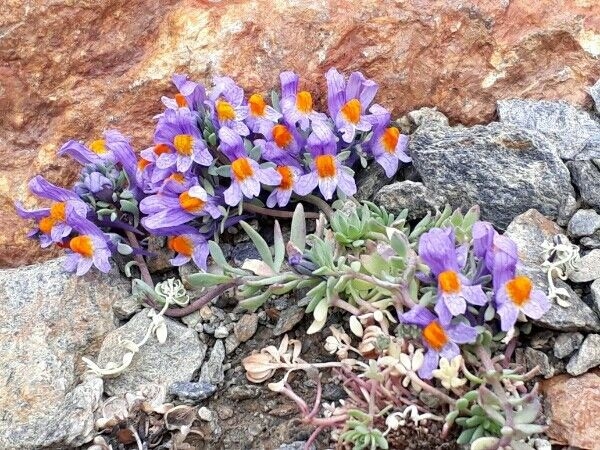 Linaria alpina image
