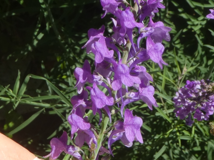Linaria purpurea image