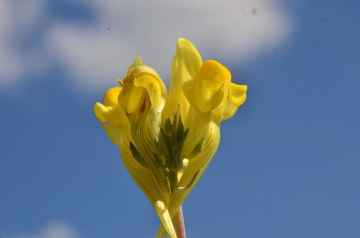 Linaria supina image
