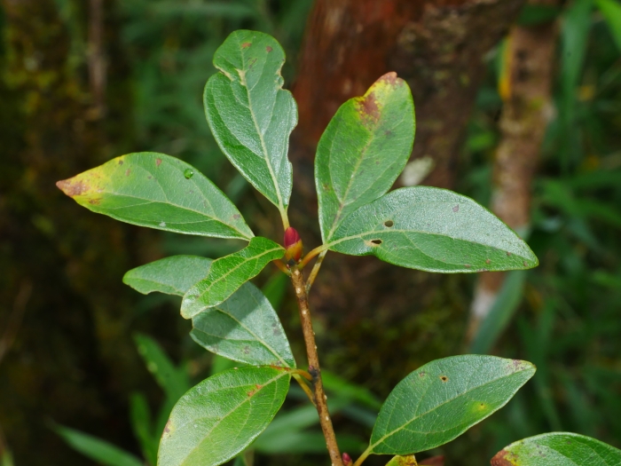 Lindera erythrocarpa image