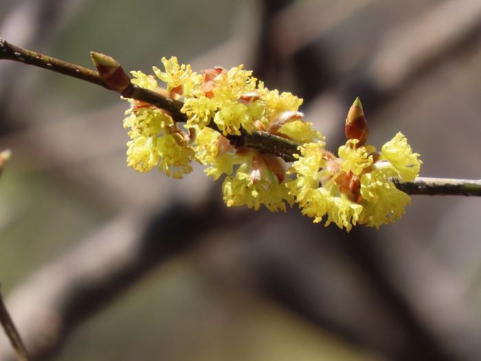Lindera obtusiloba image