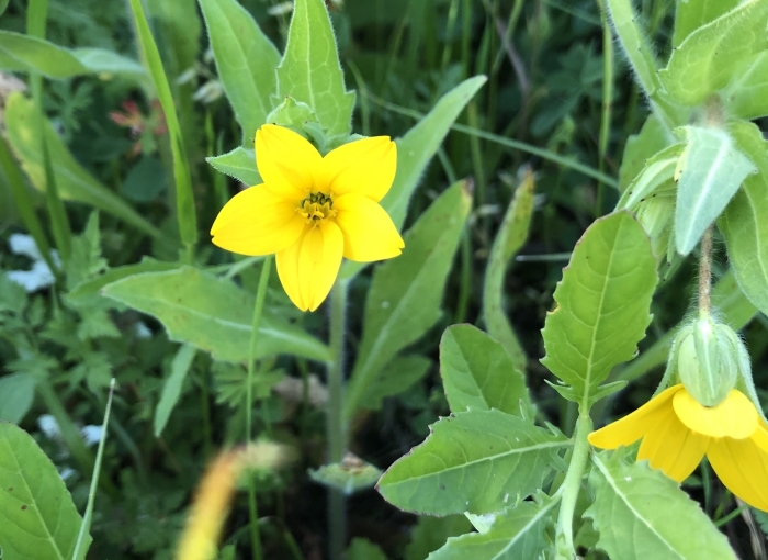 Lindheimera texana image