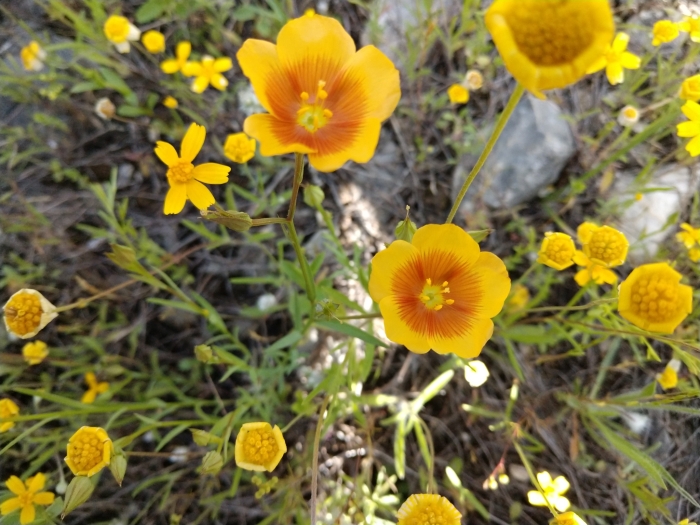 Linum berlandieri image