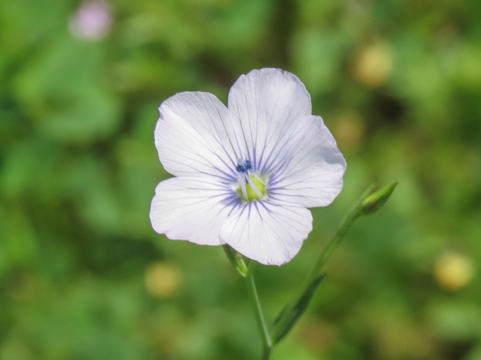 Linum bienne image