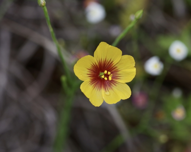 Linum hudsonioides image
