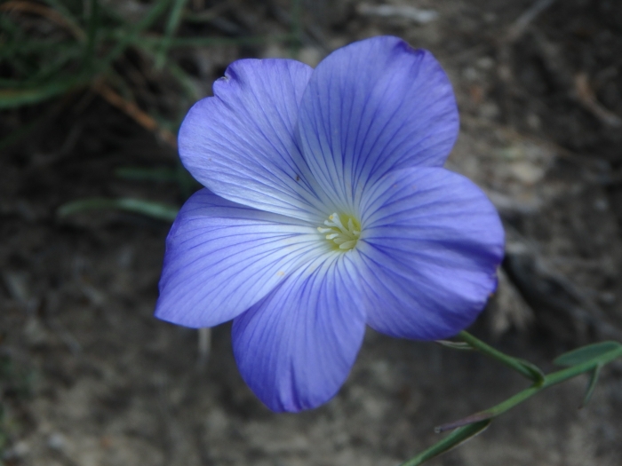 Linum narbonense image