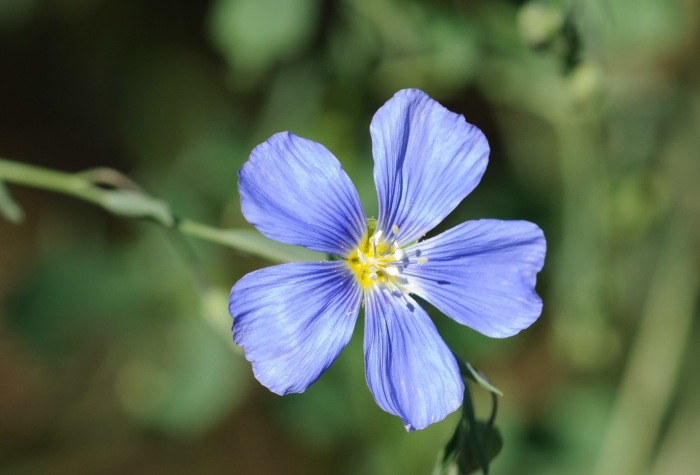 Linum perenne image