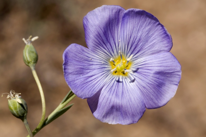 Linum pratense image
