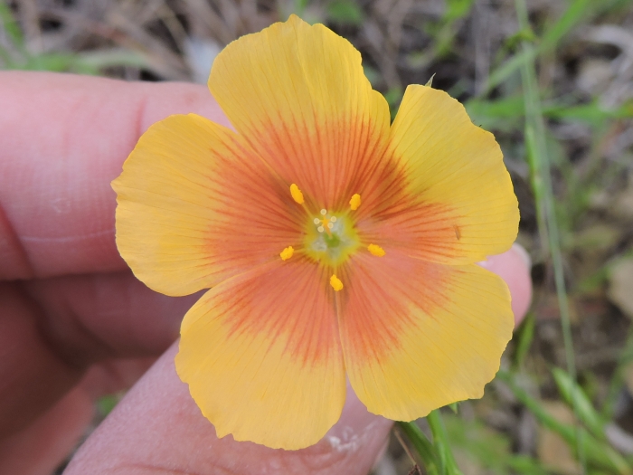 Linum rigidum image