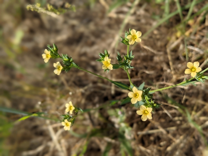 Linum strictum image